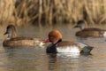 Red-crested pochards (Netta rufina) Royalty Free Stock Photo