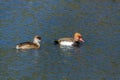 Red-crested Pochards swimming across a lake Royalty Free Stock Photo