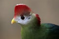 Red-Crested Touraco Royalty Free Stock Photo