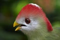 Red-Crested Touraco Royalty Free Stock Photo