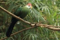 Red-crested turaco Royalty Free Stock Photo
