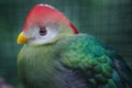 Red-crested turaco Royalty Free Stock Photo