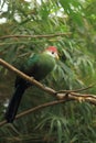 Red-crested turaco Royalty Free Stock Photo