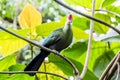 Red-crested turaco Royalty Free Stock Photo