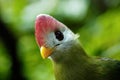 Red-crested Turaco bird