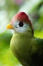 Red-crested Turaco bird