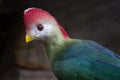 Red-crested turaco