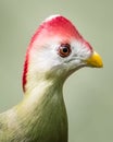 Red-Crested Turaco Royalty Free Stock Photo