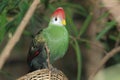 Red-crested turaco Royalty Free Stock Photo