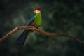 Red-crested Turaco bird Royalty Free Stock Photo