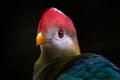 Red-crested turaco, Tauraco erythrolophus, turaco, bird endemic to western Angola. Rare green bird with red head, in the nature