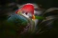 Red-crested turaco, Tauraco erythrolophus, turaco, bird endemic to western Angola. Rare green bird with red head, in the nature