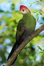 Red-Crested Turaco, Tauraco erythrolophus, rare coloured green bird with red head, in the nature habitat, sitting on the branch, A