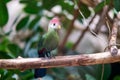 Red-crested turaco on a tree branch in the Papiliorama Zoo in Switzerland Royalty Free Stock Photo