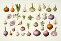 Red, Crimean, shallot onion set watercolor. Vegetable illustration on light background for cookbooks, recipes, menu. Royalty Free Stock Photo