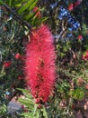 Red crimson bottle brush flower