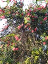 red crimson bottle brush flower tree