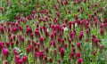 A field of Crimson Clover, Trifolium incarnatum