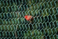 A red Crimson Finch bird standing on a metal fence in a park