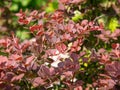 A red crimson Japanese barberry bush Berberis thunbergii ** No