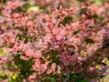 A red crimson Japanese barberry bush Berberis thunbergii ** No