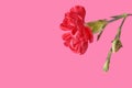 Red or crimson one carnation flower isolated on pink background. Greeting card.