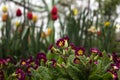 Red-crimson primrose blooms in the garden. Bright spring flower for flower beds. Spring concept, background