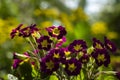 Red-crimson primrose blooms in the garden. Bright spring flower for flower beds. Spring concept, background