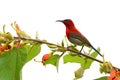 Red Crimson Sunbird Royalty Free Stock Photo