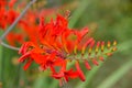 Red Crocosmia buds attract butterflies and hummingbirds