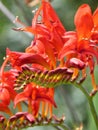 Red Crocosmia Flower `Lucifer` Royalty Free Stock Photo