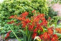 Red Crocosmia flowering plant in a herbaceous border.