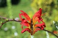 Red crocosmia flowering spike in close up