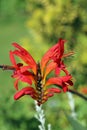 Red crocosmia flowering spike in close up