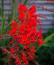Red Crocosmia Lucifer in garden. Selective focus Royalty Free Stock Photo