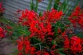 Red Crocosmia Lucifer in garden. Selective focus. Royalty Free Stock Photo