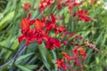Red Crocosmia Lucifer in a herbaceous border. Royalty Free Stock Photo
