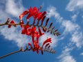 Red Crocosmia, Montbretia Flower on a Blue Sky with Clouds