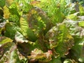 Red Cross Lettuce in garden