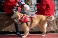 Red Cross Therapy dog with harness and USA flags. Veterans Day Parade in NYC