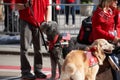 Red Cross Therapy dog with harness and USA flags. Veterans Day Parade in NYC