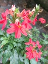 Red crossandra flowers blooming