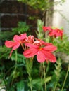 Red crossandra flowers closeup