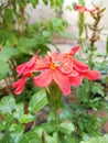Red crossandra in garden