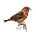 Red crossbill bird watercolor illustration. Realistic crossbill image on white background. Loxia curvirostra avian