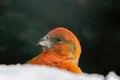 The red crossbill or common crossbill (Loxia curvirostra) Royalty Free Stock Photo