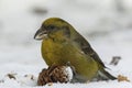 The red crossbill or common crossbill (Loxia curvirostra) Royalty Free Stock Photo
