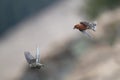 Red crossbill or common crossbill Loxia curvirostra in flight Royalty Free Stock Photo