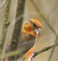 Red crossbill or common crossbill (Loxia curvirostra) male closeup Royalty Free Stock Photo