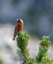 Red crossbill Loxia curvirostra a small passerine bird on a fir tree